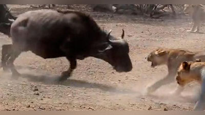 'Буйволлар подаси арслонлар галаси билан жангга кирди (Видео)'ning rasmi