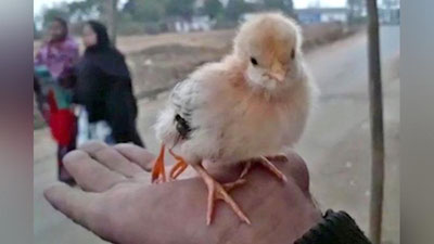 'Ҳиндистонда тўрт оёқли жўжа тухумдан чиқди'ning rasmi