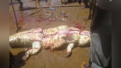 'Тимсоҳ қорнини ёрган қишлоқ аҳли унинг қорнидан йўқолган одамнинг жасад қолдиқларини топишди'ning rasmi