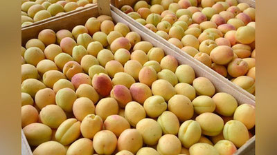 'O`zbekistondan yuborilgan 20 tonna o`rik Rossiyaga kiritilmasdan qaytarib yuborildi'ning rasmi