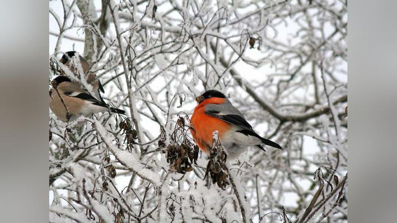'15 февраль куни вақти-вақти билан қор ёғади'ning rasmi