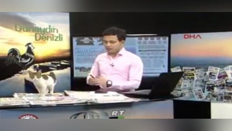 Изрображение 'КУРЬЕЗ В ПРЯМОМ ЭФИРЕ: КОТ ЗАПРЫГНУЛ НА СТОЛ ВЕДУЩЕГО'