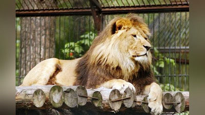 'Xo`jaoboddagi hayvonot bog`ida sher qorovulga hamla qildi'ning rasmi