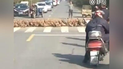 Изрображение 'НЕСКОНЧАЕМЫЙ ПОТОК УТОК СОЗДАЛ ПРОБКУ НА ДОРОГЕ В КИТАЕ (ВИДЕО)'