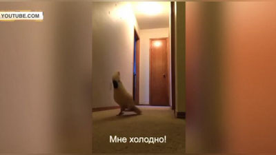 Изрображение 'СЕТЬ ПОКОРИЛ РУГАЮЩИЙСЯ ПОПУГАЙ: УМОРИТЕЛЬНОЕ ВИДЕО'