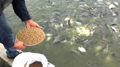 'O`zbekistonda baliq ozuqasi sotishga ixtisoslashgan birinchi Evropa do`koni ochildi'ning rasmi