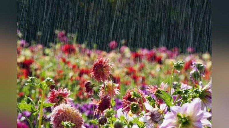 '2 iyun kuni yomg`ir yog`ib, momaqaldiroq bo`lishi mumkin'ning rasmi