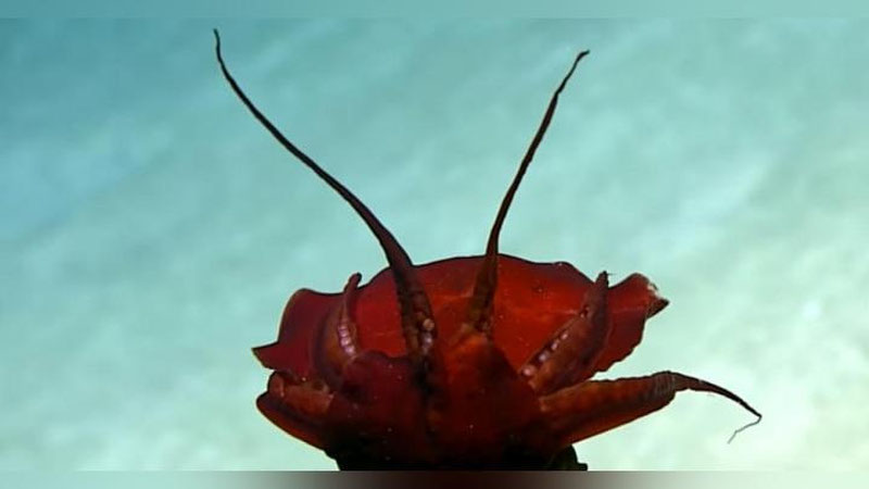 'Мексика кўрфазида сирли мавжудот суратга олинди (Видео)'ning rasmi