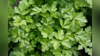 Изрображение 'ЧЕМ ПОЛЕЗНА ПЕТРУШКА?'