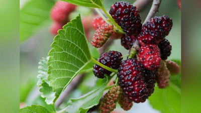 'Тут баргидан чой тайёрлаш лойиҳаси Президентимиз эътиборини тортди'ning rasmi