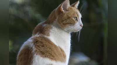 'Balkondan qulagan mushuk pastdagi erkakning bo`ynini sindirdi'ning rasmi