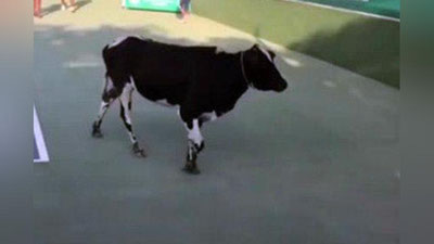 '​Hindistonda o`tkazilgan tennis musobaqasida sigir ham ishtirok etdi'ning rasmi