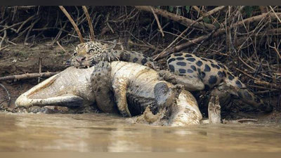 'Yaguar alligatorni er tishlatdi (Video)'ning rasmi