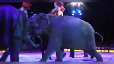'Sirkda fil o`zini tomoshabinlar tarafga tashladi (Video)'ning rasmi
