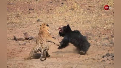 'Ҳиндистонда йўлбарс ва айиқнинг шафқатсиз кураши видеога олинди (Видео)'ning rasmi
