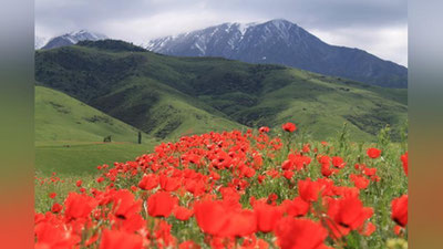 '21 апрель куни кутилаётган об-ҳаво маълумоти'ning rasmi