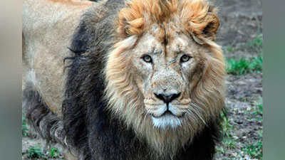 'Оч шерлар браконьернинг фақатгина калла-почасини қолдирди'ning rasmi