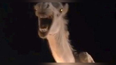 'Hindistonda tuya avtohalokatga uchradi (Video)'ning rasmi