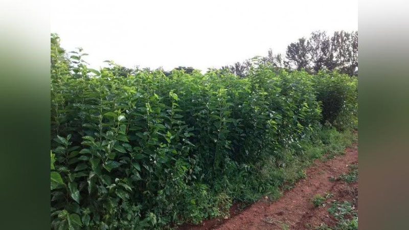 'Tutzorlar barpo etish uchun davlat tomonidan subsidiya ajratilishini bilasizmi?'ning rasmi