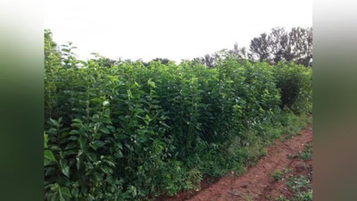 'Tutzorlar barpo etish uchun davlat tomonidan subsidiya ajratilishini bilasizmi?'ning rasmi