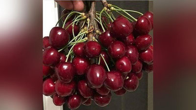 Изрображение 'Казахстан стал основным покупателем узбекской черешни'