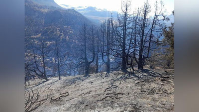 Изрображение 'Лесной пожар в Кашкадарье уничтожил 600 зарафшанских елей'