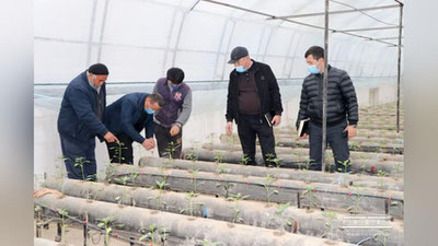 'Andijonlik tadbirkor tomda issiqxona tashkil etdi'ning rasmi