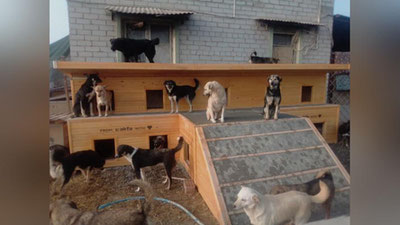 Изрображение 'Будки и приют для собак: частные компании начали помогать бездомным животным'