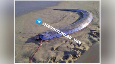 'To`dako`l sohilida yirik mavjudot paydo bo`ldimi? Xabarlarga oydinlik kiritildi'ning rasmi