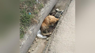 Изрображение 'Учтепинский хокимият ищет гражданина, который не прошел мимо раненой собаки'