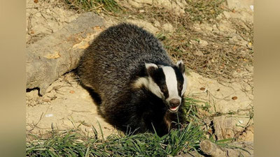 Изрображение 'В Навоийской области у браконьеров изъяли двух барсуков'