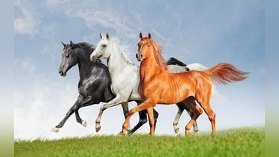 'Statqo`m: O`zbekistonda 250 219 bosh ot boqiladi'ning rasmi