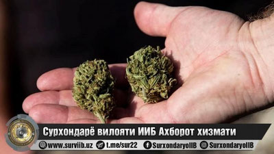 'Surxondaryoda restoranlarning birida “gashish” sotuvchilarining savdosiga chek qo‘yildi'ning rasmi