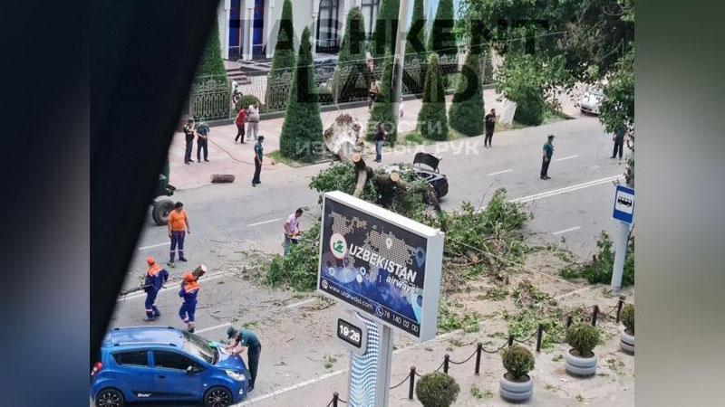 'Mashina ustiga qulagan daraxtlar, jarohat olgan haydovchi qiz, vayron bo`lgan bolalar maydonchasi — Toshkentda kuzatilgan kuchli shamol talofatlari(video)'ning rasmi