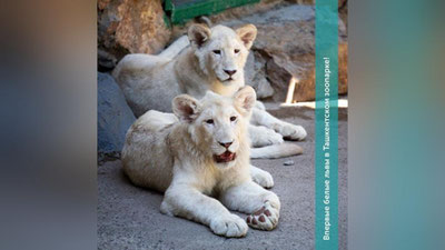 Изрображение 'Пополнение в Ташкентском зоопарке: два львенка редкого окраса (фото, видео)'
