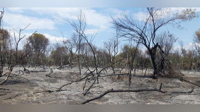 Изрображение 'Фото: печальные последствия пожара в Зарафшанском природном парке'