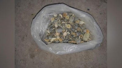 'Samarqandda “ko`knori” giyohvandlik vositasini saqlab kelgan shaxs aniqlandi'ning rasmi