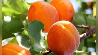 'O`zbekiston 7 oyda 9,6 ming tonna o`rik eksport qilgan'ning rasmi