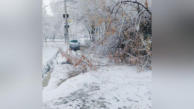 Изрображение 'Сломанные ветки и деревья, пробки и гололед: стихия в Узбекистане (фото, видео)'