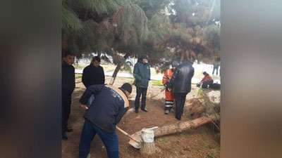 Изрображение 'Какое вознаграждение предусмотрено за фото и видео с незаконной вырубкой деревьев?'