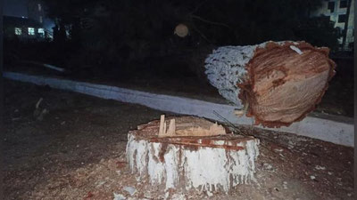 'Андижонда дарахтлар кесилиши юзасидан ҳокимлик мансабдорларидан бирига жиноий иш очилди'ning rasmi