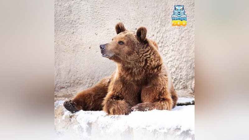 Изрображение 'В Ташкентском зоопарке прокомментировали предложения выпустить медведя Зузу'