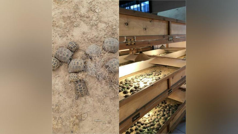 Изрображение 'В Минэнерго рассказали, как спасали черепах на строительстве солнечной электростанции'