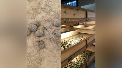 Изрображение 'В Минэнерго рассказали, как спасали черепах на строительстве солнечной электростанции'