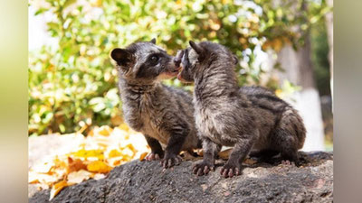 Изрображение 'Ташкентский зоопарк показал самых влюбленных парочек из числа своих обитателей (фото)'