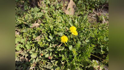 Изрображение 'В Ташкенте будет тепло и солнечно: погода на 3 марта'