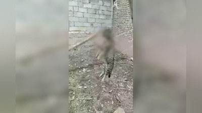 Изрображение 'В Узбекистане мужчина подвесил кота и избил его палкой: неизвестного живодера ищут'