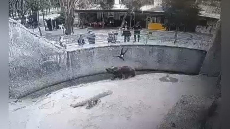 '3 yoshli qizini ayiq qafasiga tashlagan onaga nisbatan tergov ishlari yakunlandi'ning rasmi