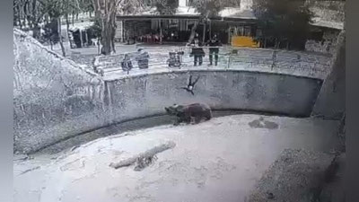 Изрображение 'Стала известна мера пресечения женщины, бросившей ребенка в вольер к медведю'