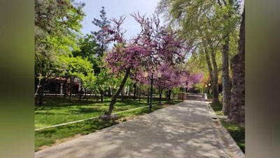 Изрображение 'В Ташкенте до +29: погода на 18 апреля'